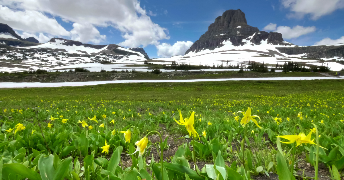 15 Breathtaking U.S. Destinations To See Spring Wildflowers