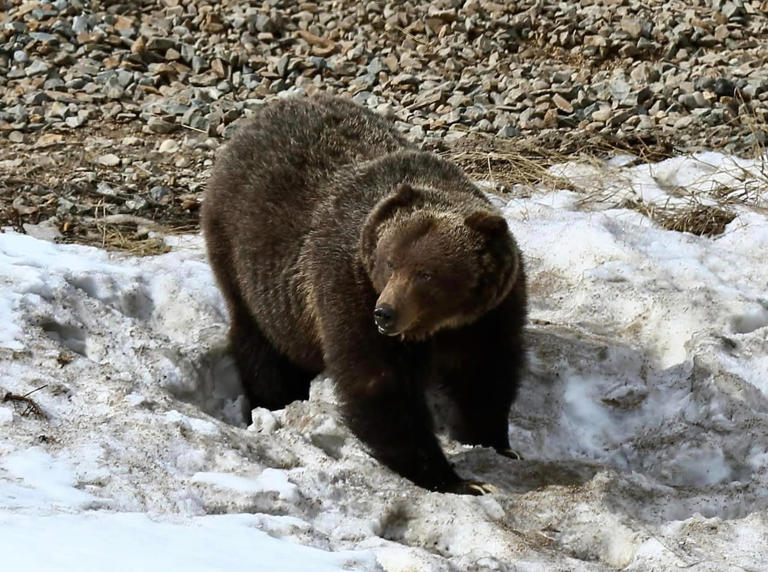 The Boss is awake. Albertans rushing to catch a glimpse are urged to ...