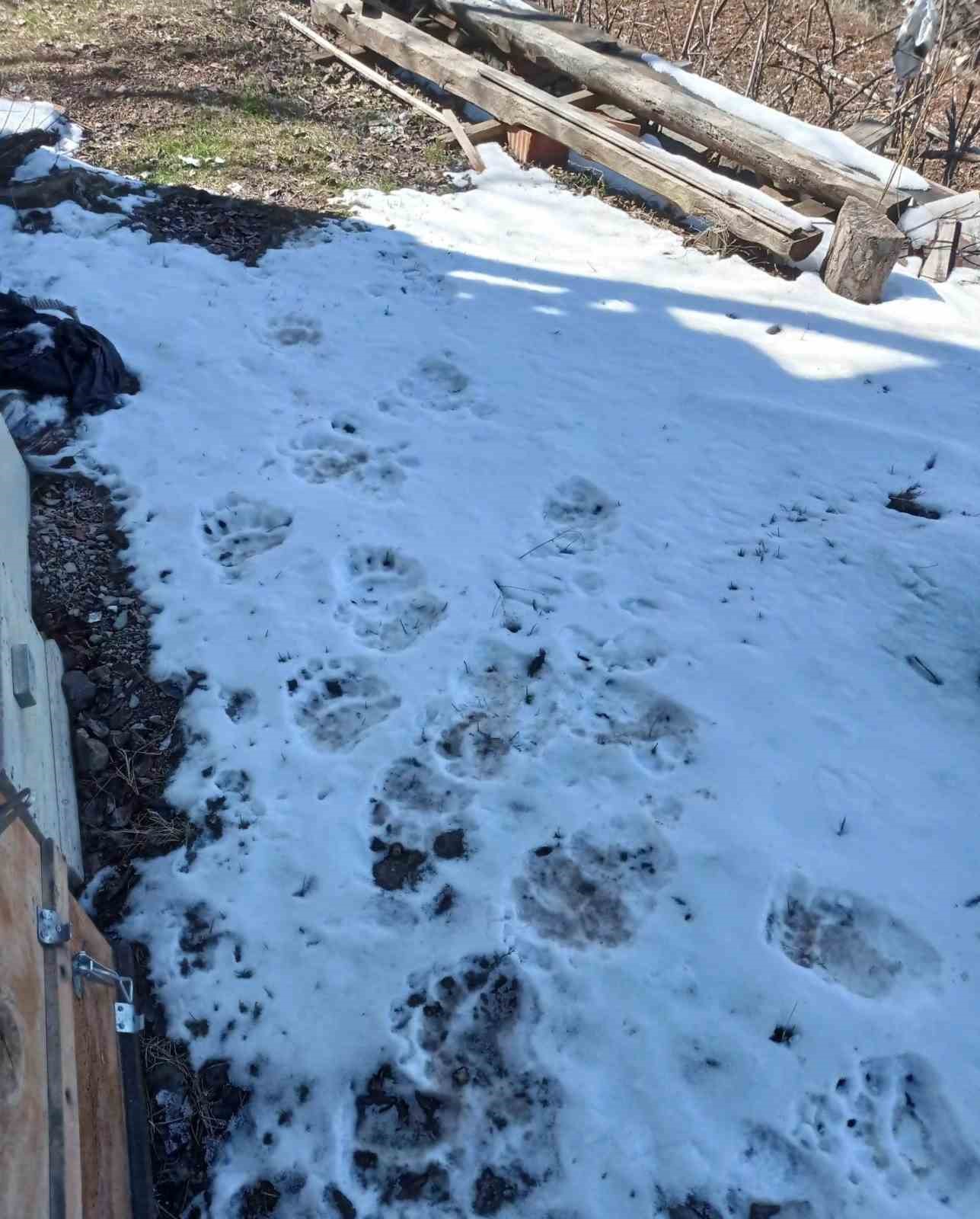 artvin’de kış uykusundan uyanan ayılar yayla evlerini talan etti