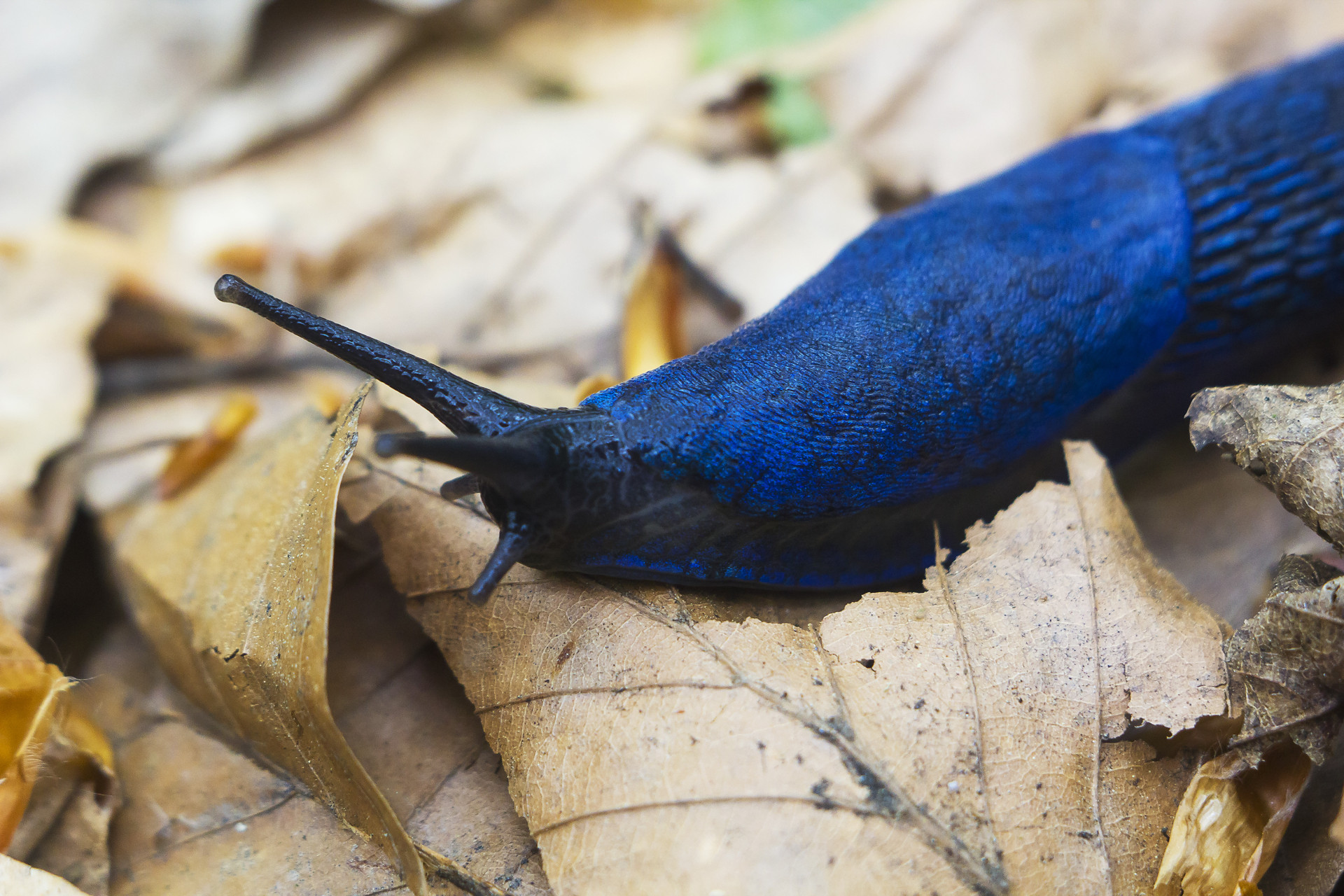 Vibrant blue animals you can’t take your eyes off