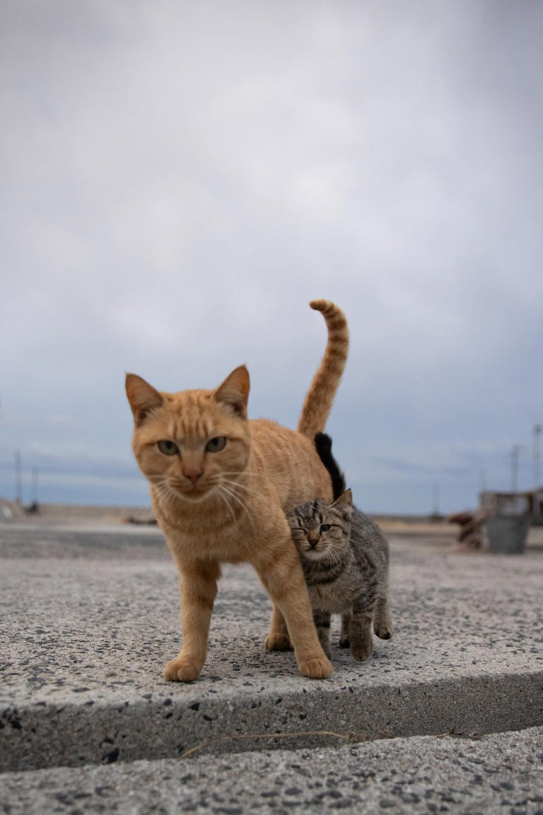 母猫に甘えるキジトラ子猫「おかーさん、大好き。ずっと一緒にいてね」【沖