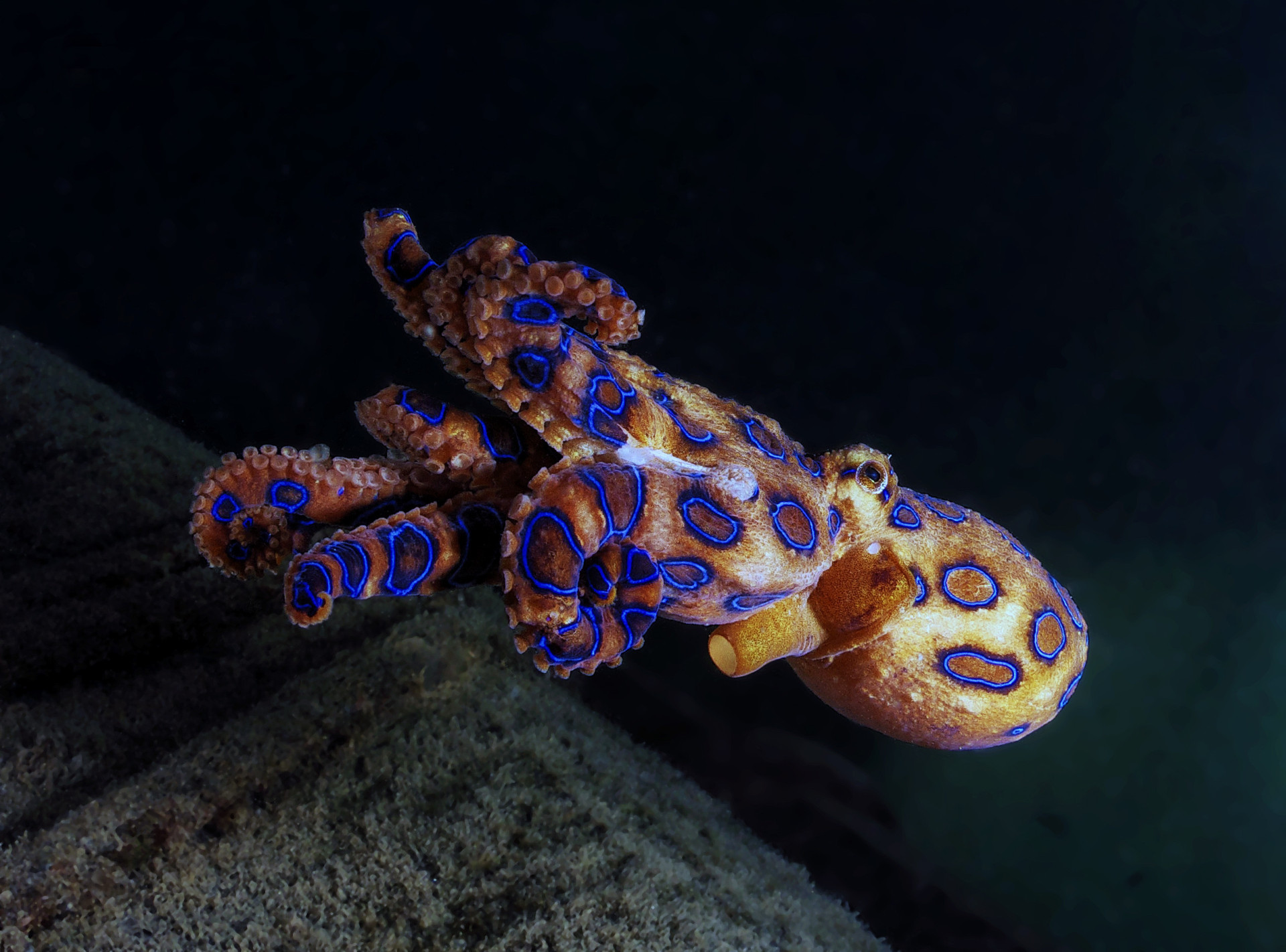 Vibrant blue animals you can’t take your eyes off