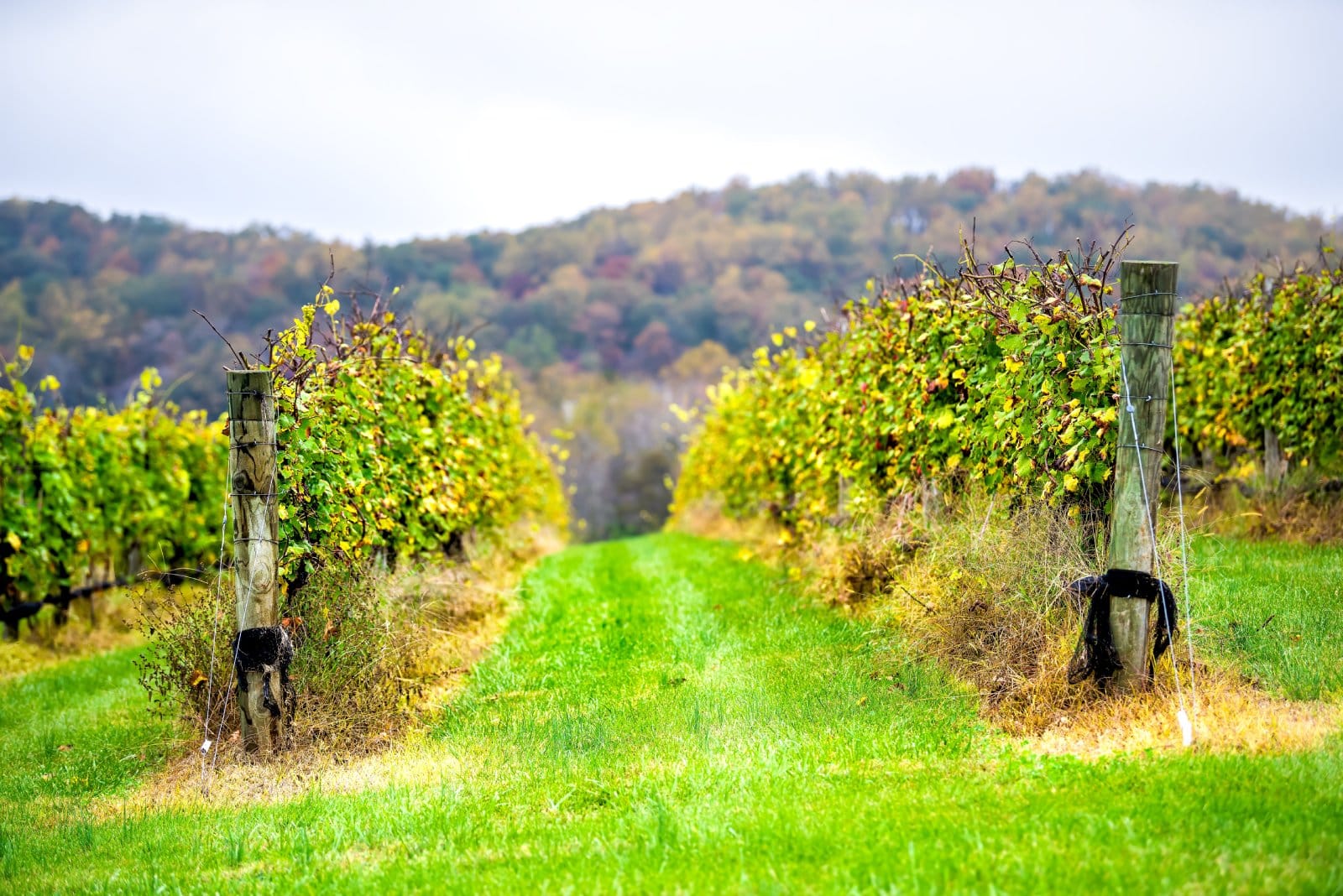 <p class="wp-caption-text">Image Credit: Shutterstock / Andriy Blokhin</p>  <p><span>Tour the vineyards and taste the state’s finest wines in picturesque settings. Whether you’re looking for a luxurious day out or a simple picnic among the vines, Virginia’s wine country delivers.</span></p>