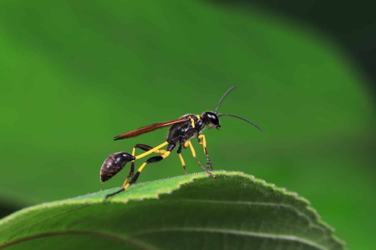 Green Metallic Sweat Bee (Bees of Chicago Wilderness) - iNaturalist