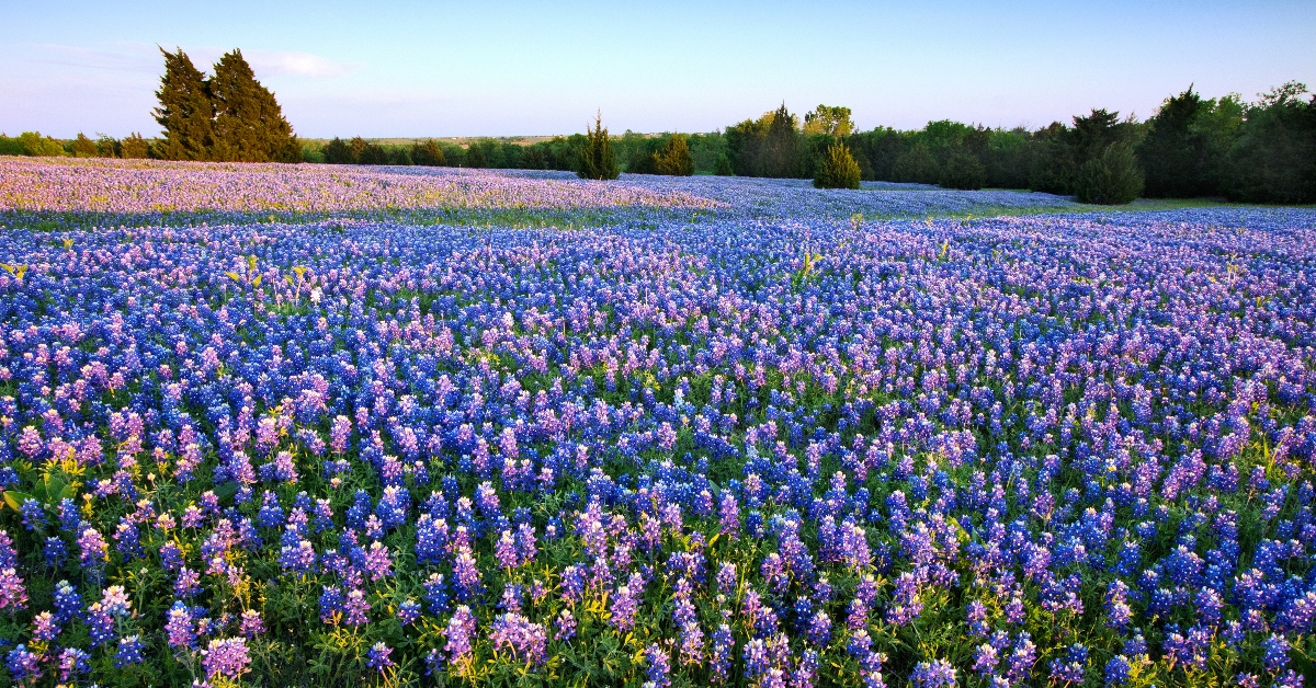 15 Breathtaking U.S. Destinations To See Spring Wildflowers