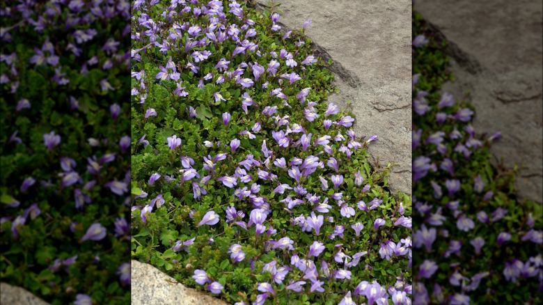 This Colorful Flower Is The Ultimate Ground Cover Plant For Suppressing ...