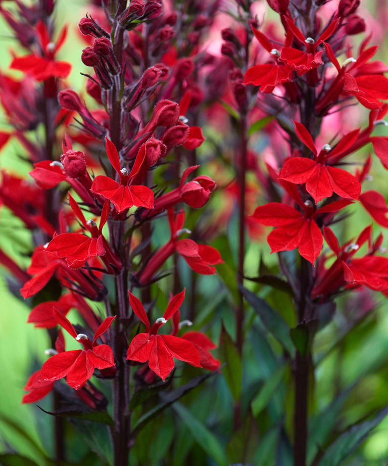 Shade Plants That Attract Hummingbirds – 5 Fabulous Flowers To Grow