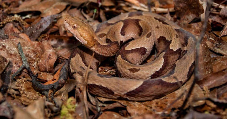 Photo With Hidden Camouflaged Snake Goes Viral. Can You Spot it?