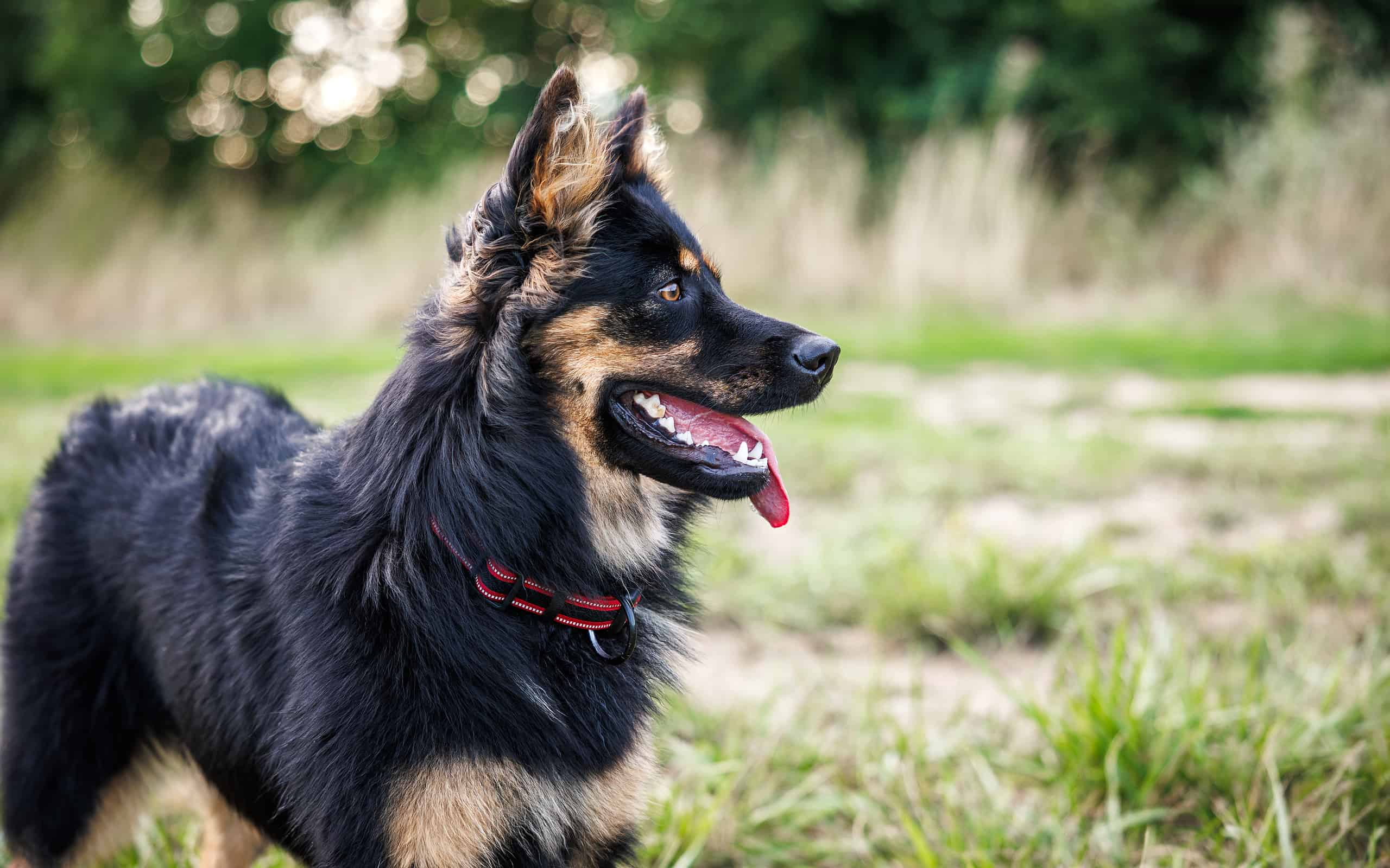 Dog Breeds That Are Similar to German Shepherds