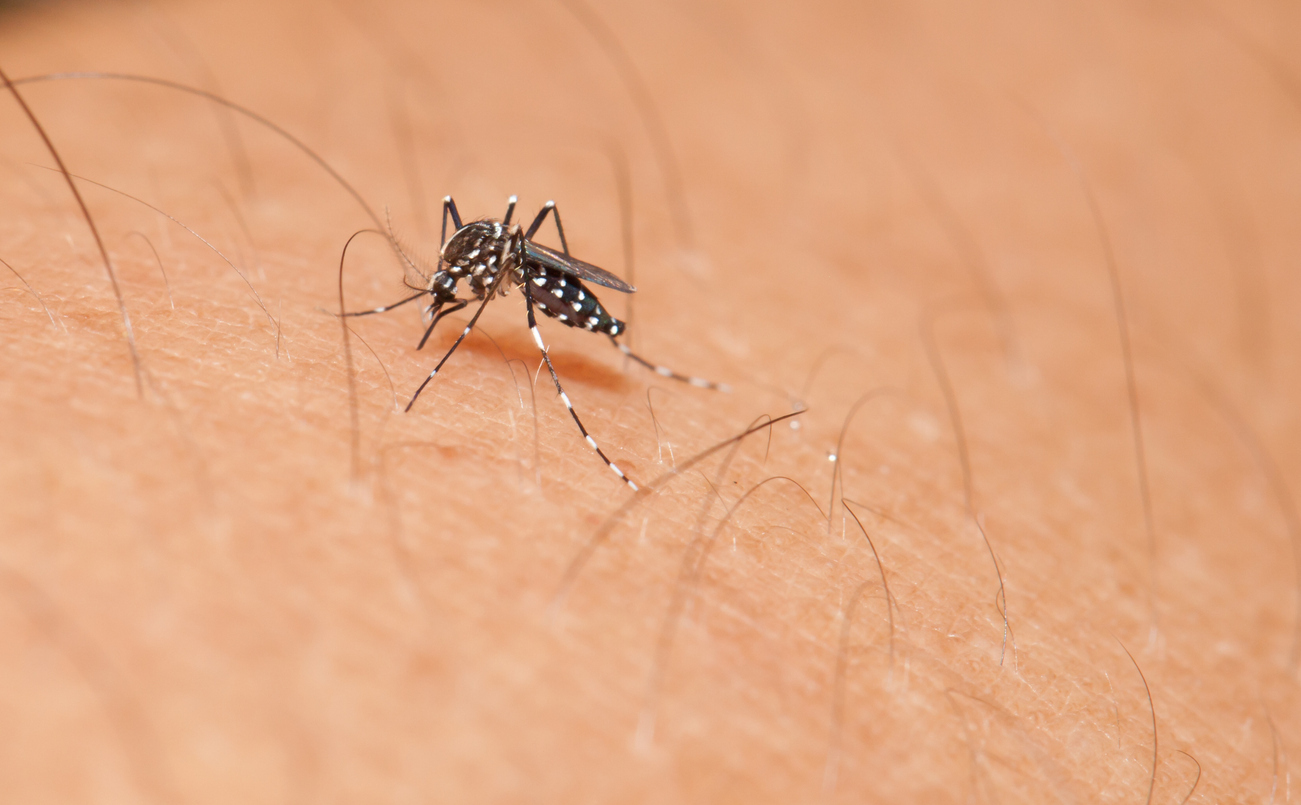 os dois tipos de repelente recomendados contra o mosquito da dengue