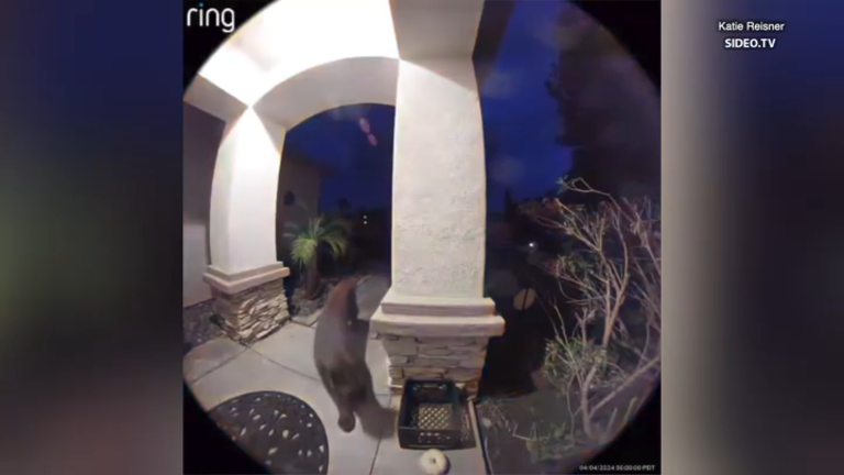 A mountain lion was caught on Ring video roaming around a porch in Escondido on April 4, 2024.