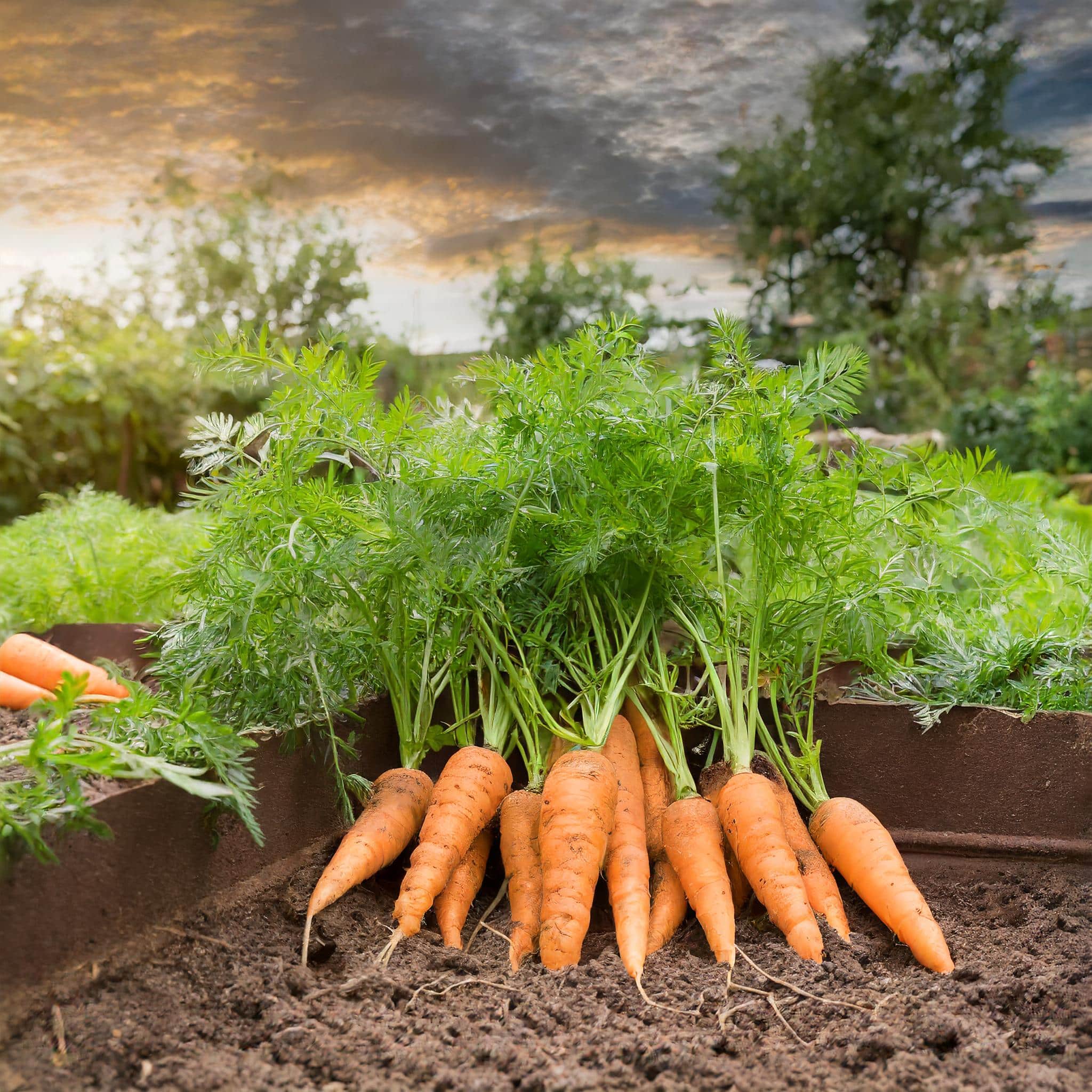 ces 5 légumes que vous pouvez encore planter en mai au potager