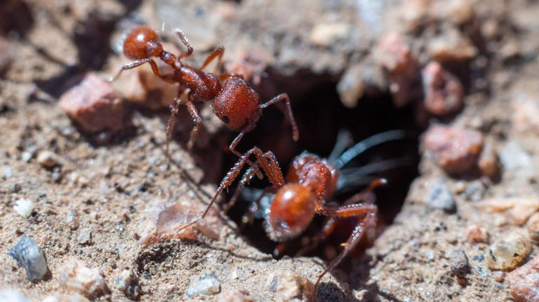 Sneaky Tricks You Need When Dealing With Ants Nests