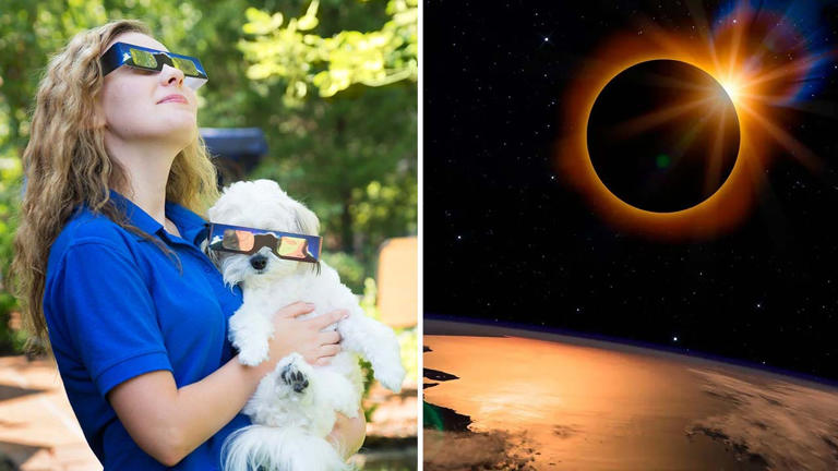 With the solar eclipse around the corner, many people are taking precautions to ensure their pets remain safe during the event. iStock