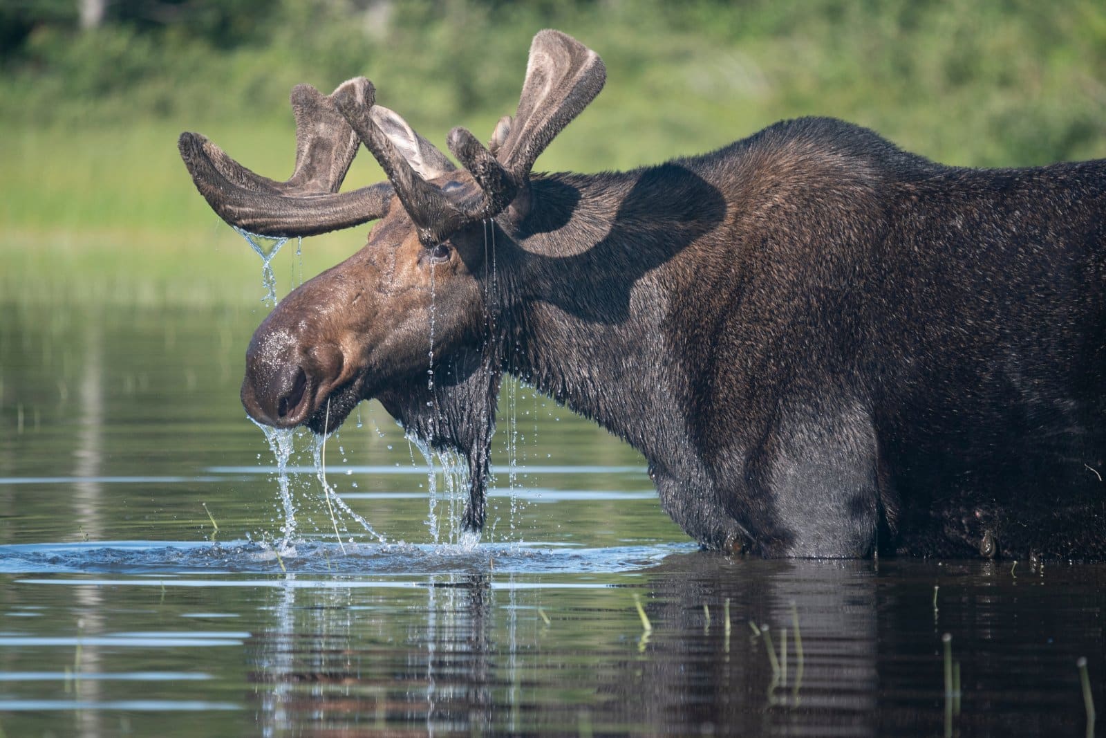 <p class="wp-caption-text">Image Credit: Shutterstock / Jeffrey M Levine</p>  <p>Discover the majesty of Moosehead Lake by boat, foot, or from the comfort of a lakeside cabin. It’s a nature lover’s dream, offering serene beauty and the chance to spot Maine’s iconic moose in the wild.</p>