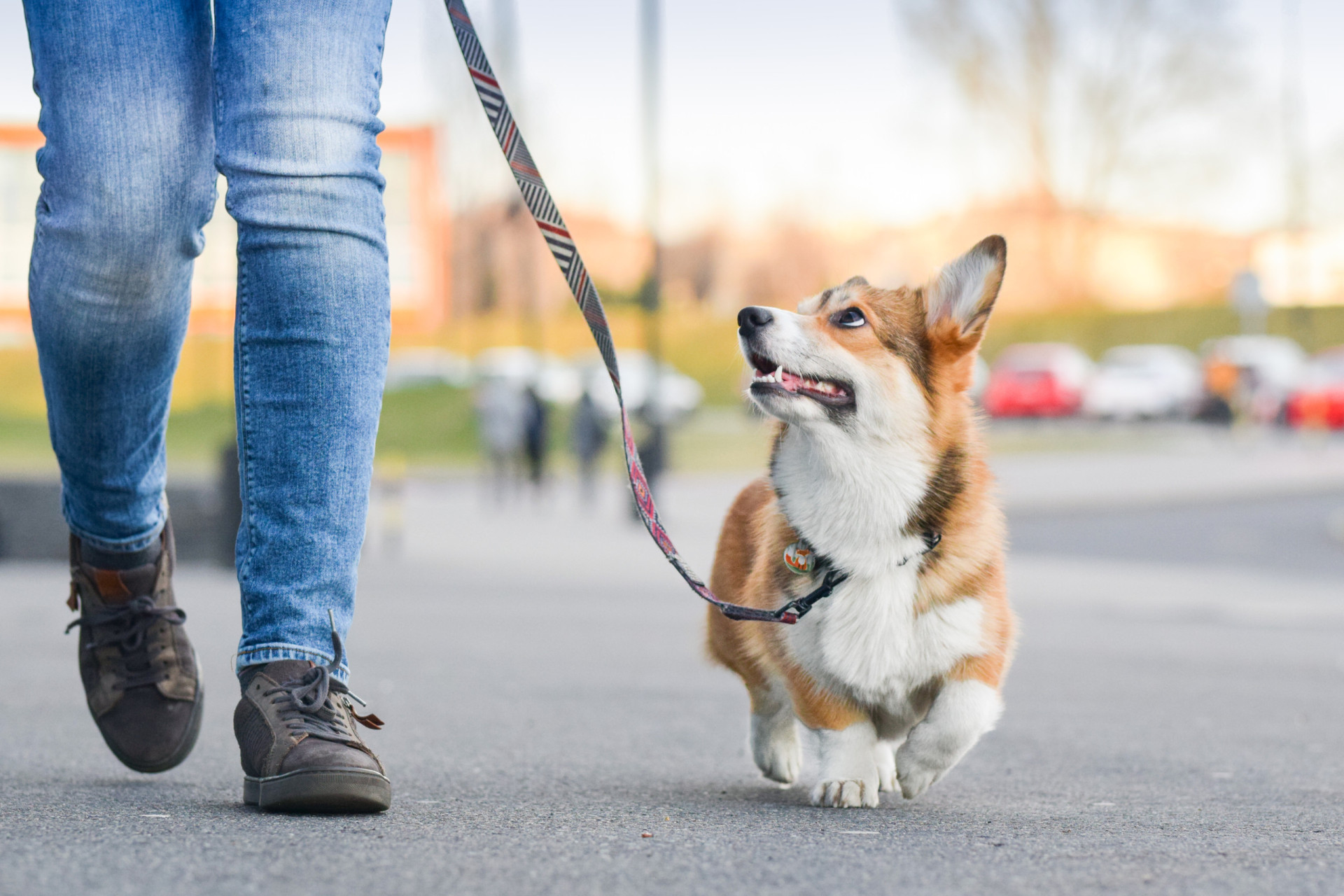 Strange pet laws from around the world: Walking your dog could get you ...