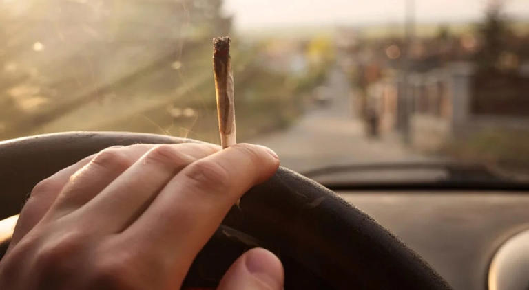 Detection Of Cannabis In Bodily Fluids Not Correlated With Driving Impairment, New Review Shows