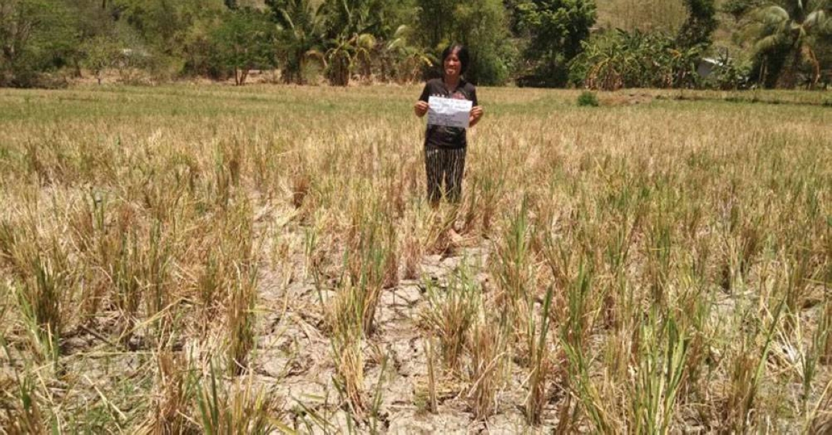 El Niño Crop Damage Shoots Up To P2.63B