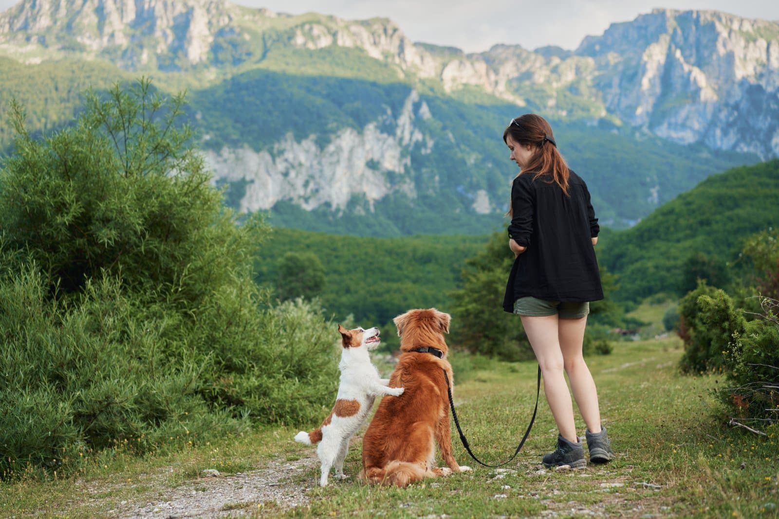 <p class="wp-caption-text">Image Credit: Shutterstock / dezy</p>  <p><span>Bringing your pet along on your adventures is often easier when you stay in the U.S., with many hotels, parks, and attractions offering pet-friendly options.</span></p>