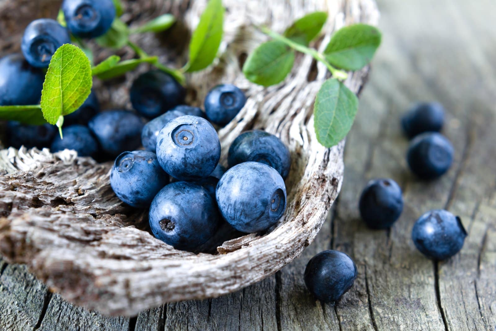 <p class="wp-caption-text">Image Credit: Shutterstock / Sunny Forest</p>  <p>Celebrate Maine’s state berry at the Wild Blueberry Festival in Machias. It’s a sweet blend of food, arts, and community spirit, with free admission and berry delights for every palate.</p>