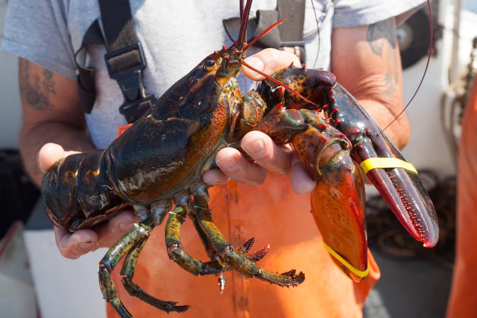 <p class="wp-caption-text">Image Credit: Shutterstock / spwidoff</p>  <p>Join a lobster boat tour for a hands-on experience of Maine’s most famous industry. Learn, lobster, and laugh your way through this unique activity that’s surprisingly affordable.</p>