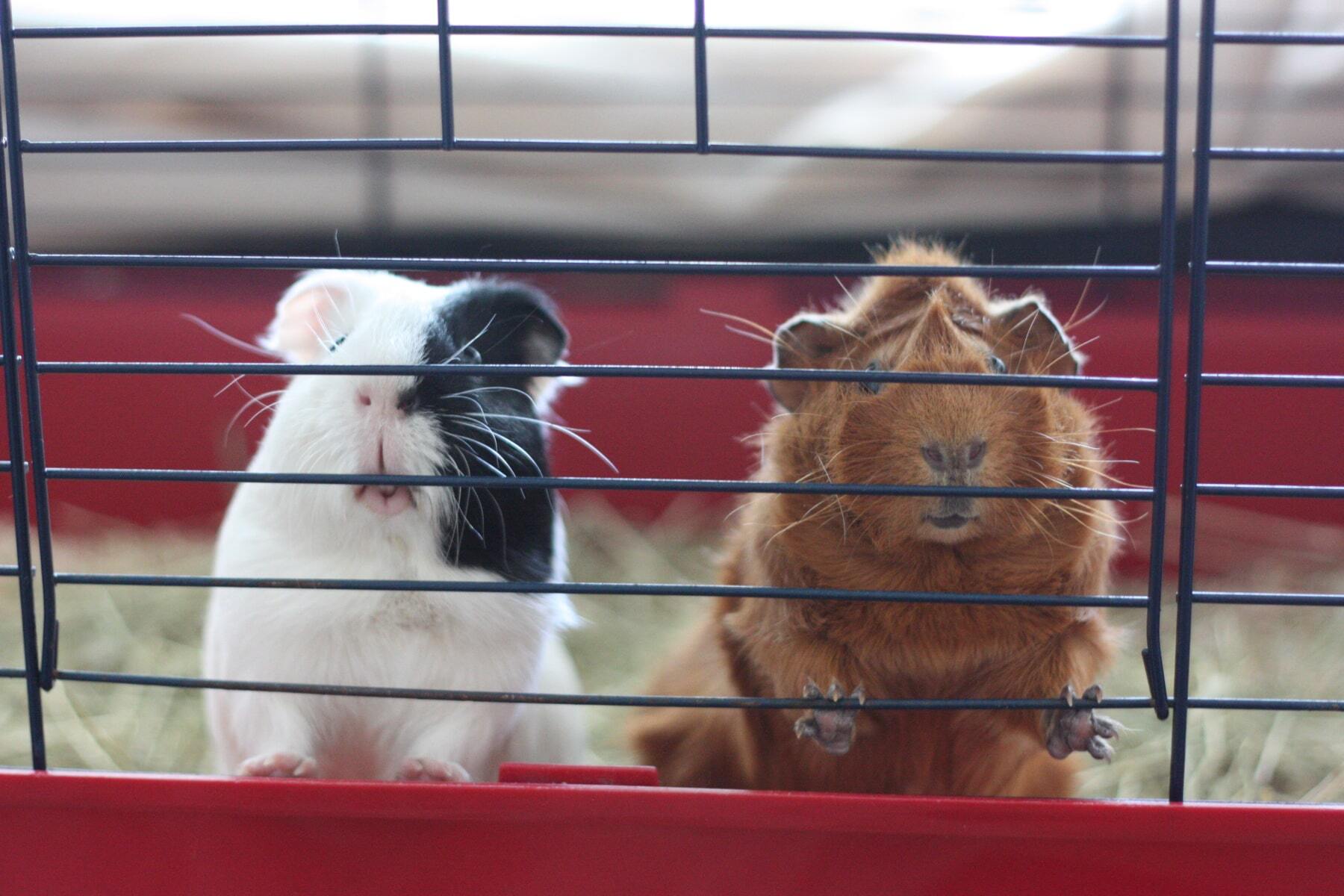 20 crazy facts about guinea pigs