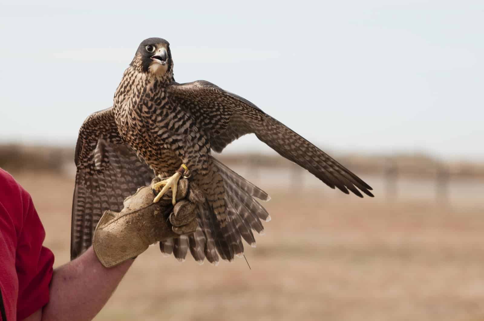 <p class="wp-caption-text">Image Credit: Shutterstock / Robert Crow</p>  <p>Get up close with raptors for an entrance fee that supports conservation. It’s a chance to learn and be awed by nature’s flyers, fitting for families and bird enthusiasts alike.</p>