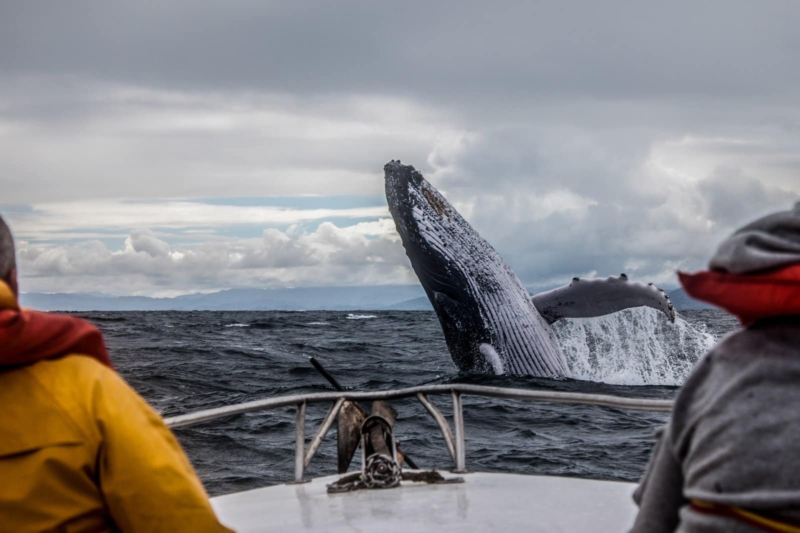<p class="wp-caption-text">Image Credit: Shutterstock / Alexey Mhoyan</p>  <p>Embark on a whale-watching tour from Bar Harbor or Boothbay Harbor for an unforgettable encounter with the ocean’s giants. It’s a must-do experience, with options for every budget.</p>
