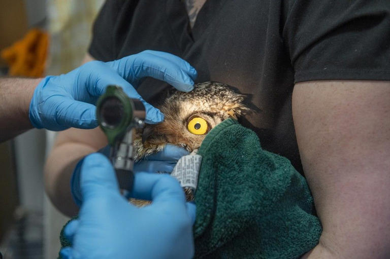 'Bird nerd': Edmonton veterinarian tends to feathered and otherwise ...