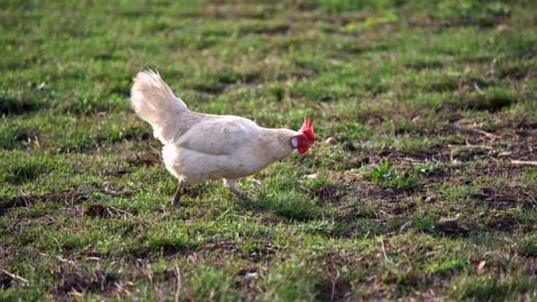 Texas Biomedical Researchers study potential Bird Flu treatments and ...