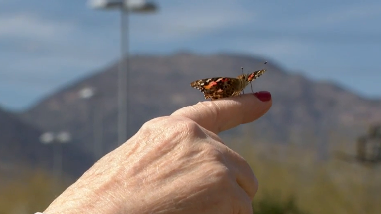 Spring has sprung: Amazing butterfly habitat returns at Springs Preserve