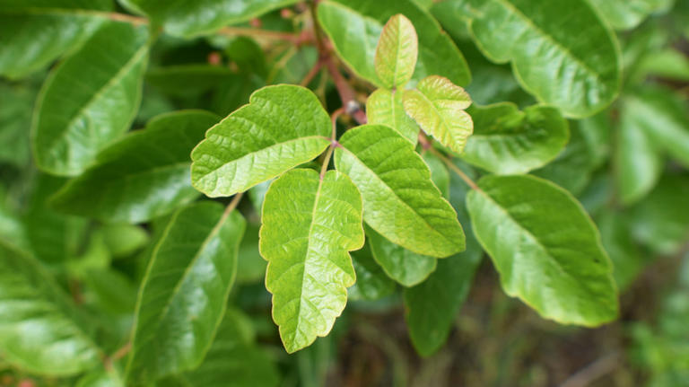 How To Tell If You're Dealing With Poison Oak Or Poison Ivy In Your Garden