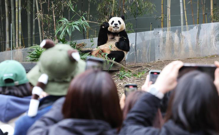 Fu Bao, the first Korea-born giant panda, chews bamboo as visitors watch at the Everland amusement park in Yongin, Gyeonggi Province, Feb. 25. The beloved panda went off display a week later to undergo medical assessments and quarantine procedures before being transported to China on April 3. Yonhap