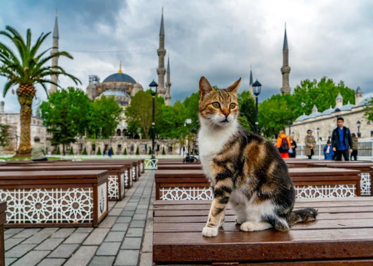 Istanbul, Turkey: Travel review of a city straddling Europe and Asia ...