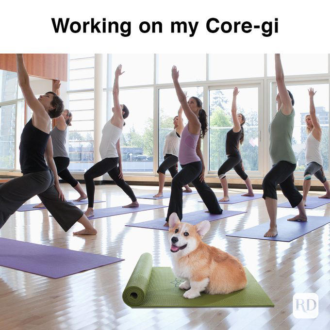 30 Funny Corgi Memes That Will Make You Laugh Out Loud