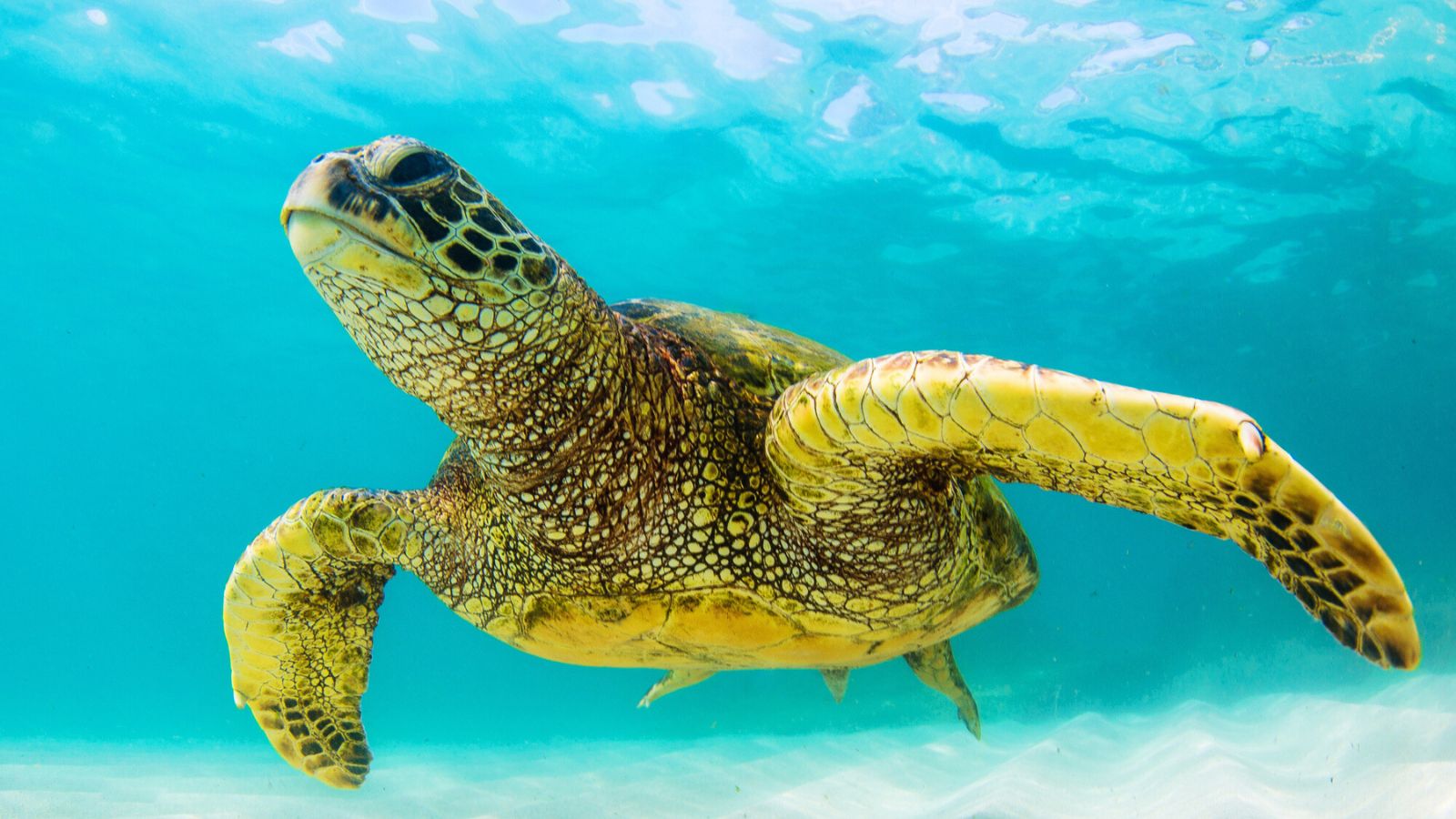 <p>If you’re one of many naturalists hoping to spot turtles this year, you’re probably curious about where these marine creatures thrive. Here are some of the best spots to watch turtles around the world:</p>