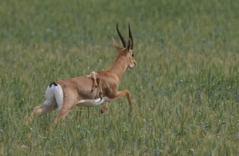 First of its kind: Six-legged gazelle spotted in Israel's western Negev