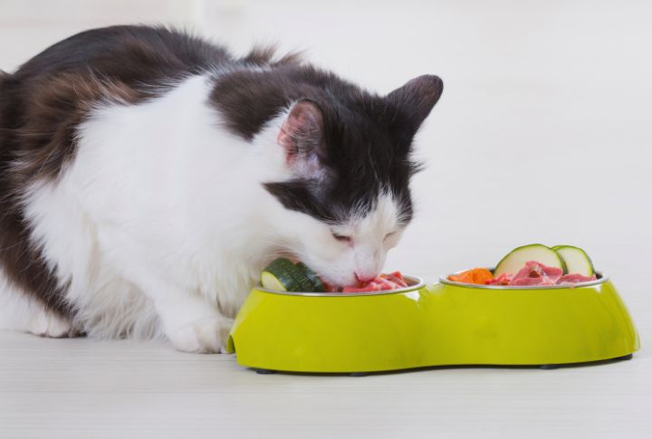 15 Safe and Nutritious Foods for Your Cat 