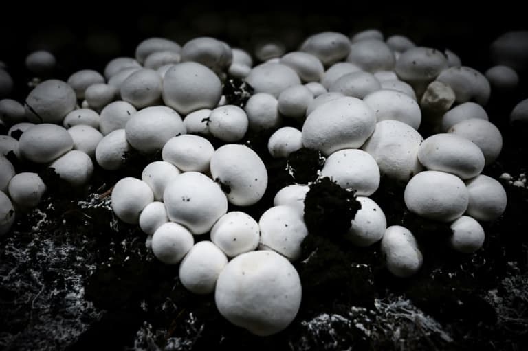 des champignons vendus chez leclerc rappelés en raison d'un taux de pesticides trop élevé