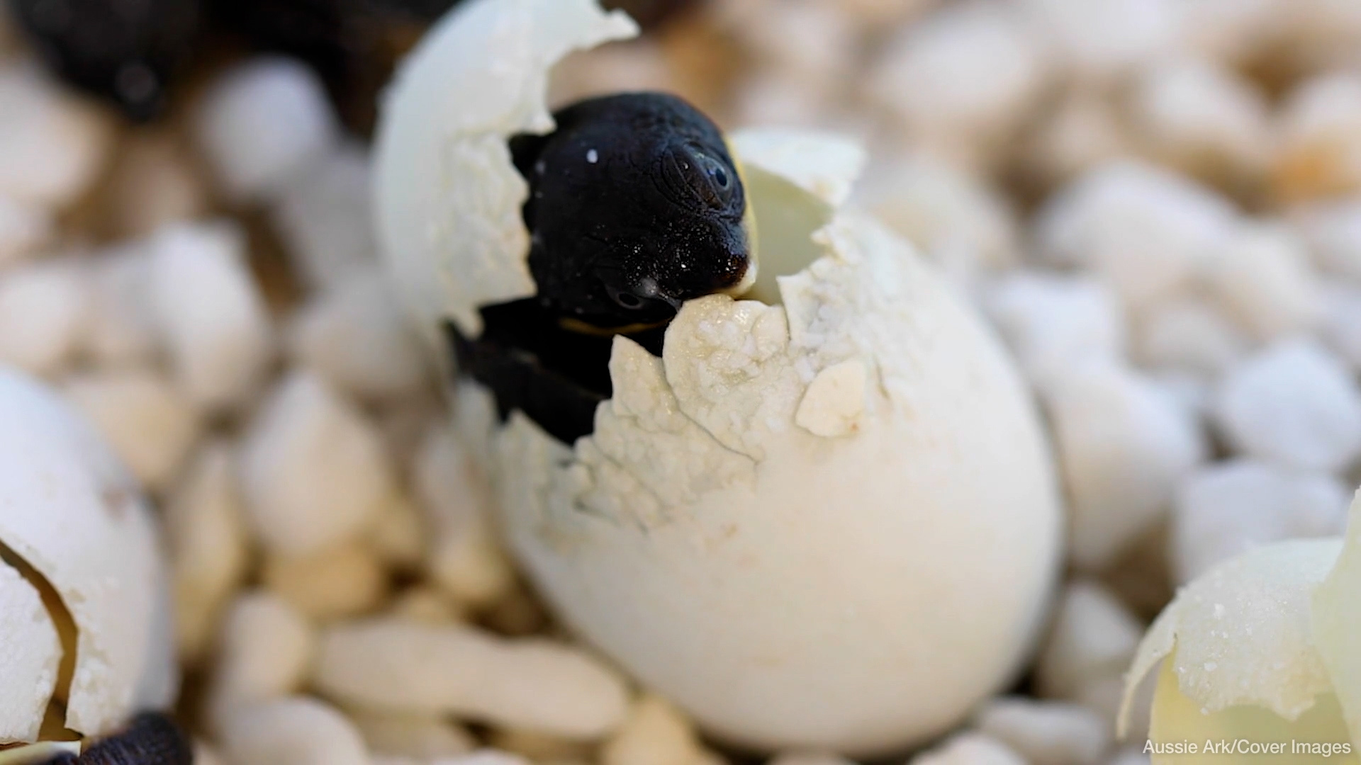Endangered Freshwater Turtles Lay Over 100 Eggs In Australia Marking ...