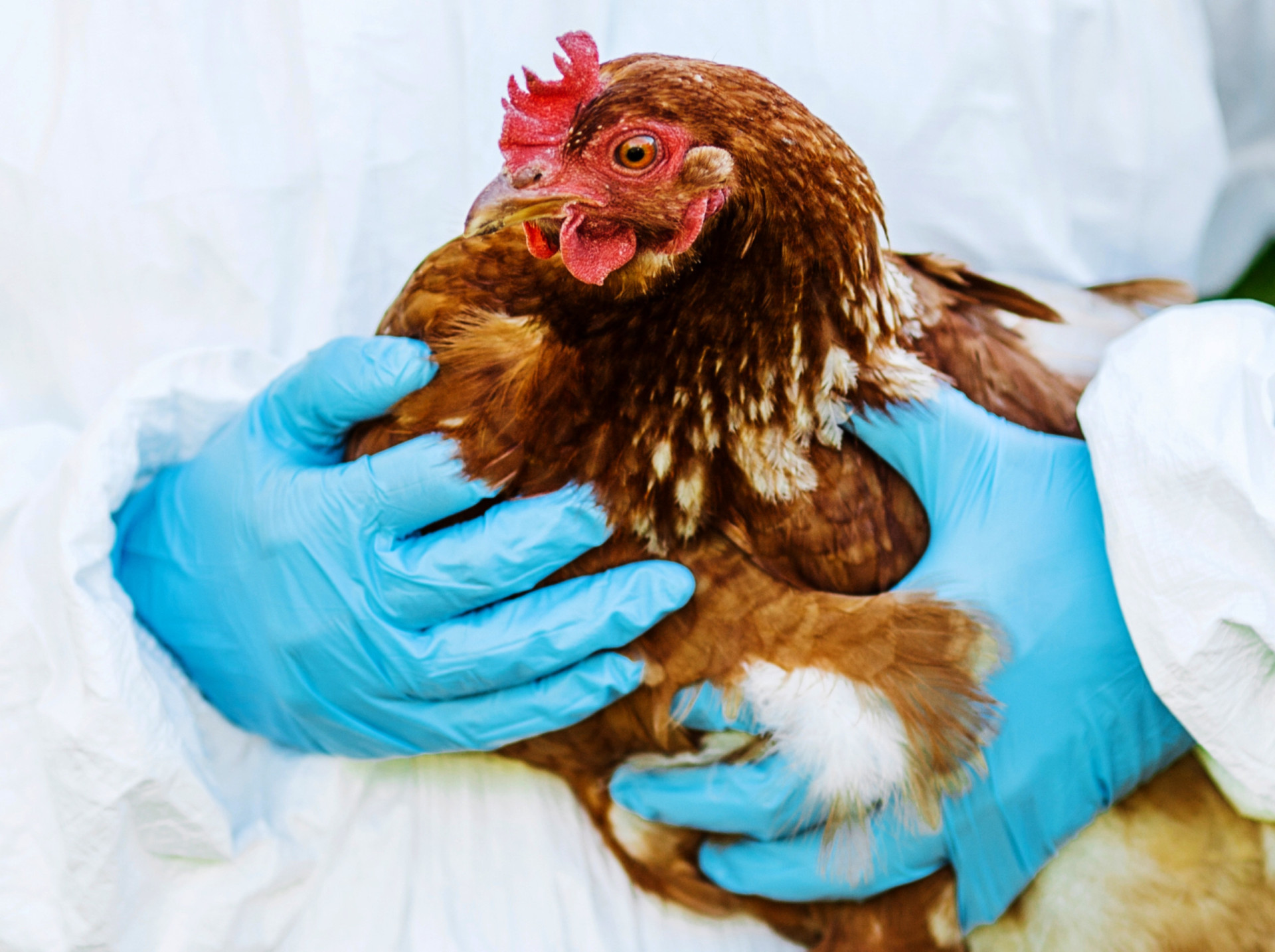 Is bird flu about to take a new flight path?