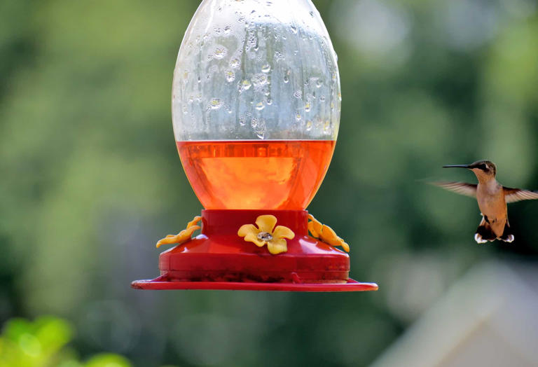 14 Common Foods You Should Never Put in Bird Feeders