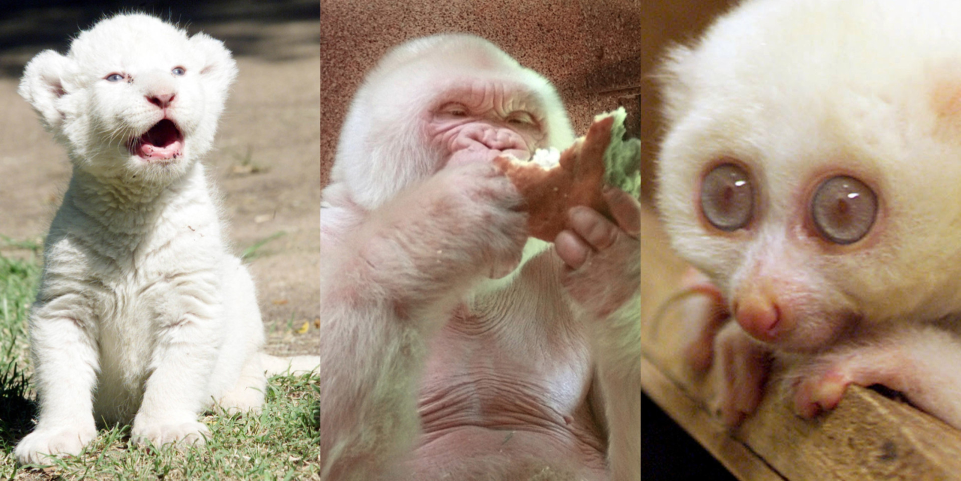 Albino animals prove beauty comes in all shapes and forms