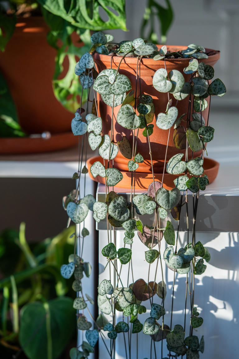 13 Easy Hanging Plants to Enhance Your Indoor Garden