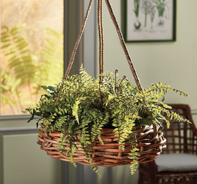 13 Easy Hanging Plants to Enhance Your Indoor Garden