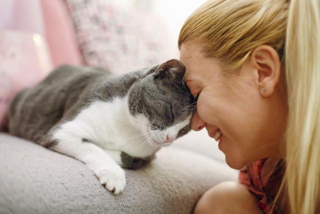 ¿qué hacer si tiene alergia a los gatos, pero los ama?