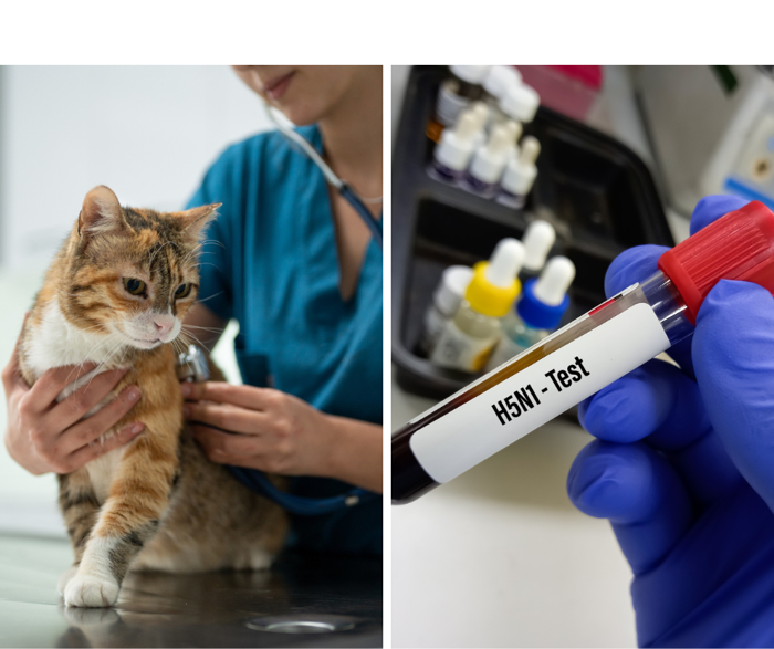 bird flu outbreak spreads to mammals in 31 states. at least 21 cats infected. what to know