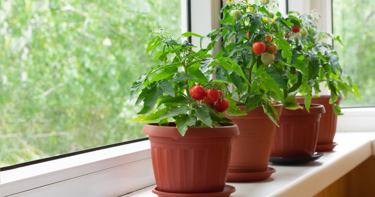 vier goldene regeln für üppige tomaten