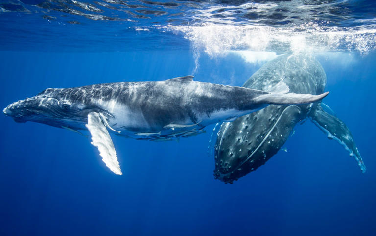 Pacific islands chiefs grant whales and dolphins ‘personhood’ status