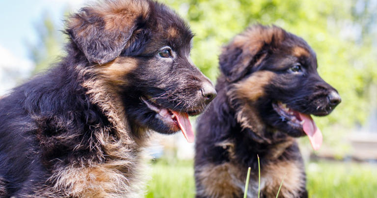 German Shepherd Puppies: Cute Pictures and Facts